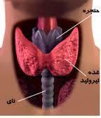 غده تیروئید 1 غده تیروئید یک عضو پروانه ای شکل در قسمت تحتانی گردن و قدام نای است که حدود 5 سانتی متر طول 3 سانتی متر پهنا و 33 گرم وزن دارد.