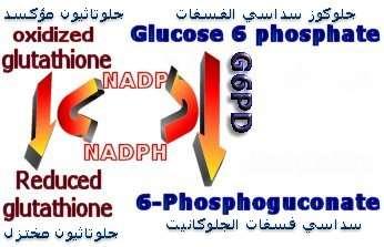 يذ هصنتقت تايرك ءارمح ليبس رد ميز ه جاتنإ زتنب زكلج تافسف يسادس ليحت ديمنيتكين نيندا يئانث تافسف ين