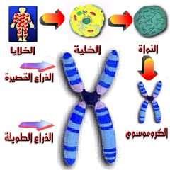 عقي ميز طيرش مقر 28 عارذ ةليط مسمرك ب ةأرم مسمرك ف اضيأ ميز