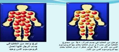 ىتح نكمي ةفرعم قرف ه ةيحان ةينيكت نكل ر مهم تناك ىدحإ تسمرك لمحي ريغ ا ميلس أ ةرفط هب ل انلق ةأرما اهابأ باصم ب ايمينا ءقاب اهمأ ةميلس ايطعي مسمرك ( طرش نكيل لفط ىث أ )ركذ ب هاتلك ناتميلس ناف يت فس