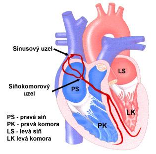 3.2 Cévy Obrázek 3.1: Schéma srdce. Převzato z [2] Krev ze srdce proudí do tepen, které jsou schopny vlivem mechanických vlastností aktivně měnit průřez a tím přispívat k toku krve.