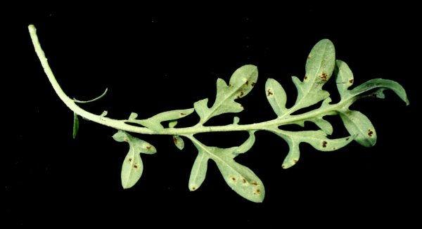 Rzi (Rust) Falcaria vulgaris - Puccinia siifalcariae šíří hmyz Viola spp.