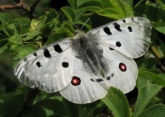 Čo sa týka nížinných oblastí z hľadiska biodiverzity patrí k najvýznamnejším Záhorská