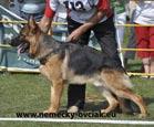 Hlavná špeciálna výstava Rozhodca: Lutz Wischalla /SV/ Prihlásených: 11 jedincov Nastúpilo: 9 jedincov Zadané známky: VD 9 jedincov VEĽMI DOBRÝ 1 ICAR z Lintichu