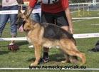 Hlavná špeciálna výstava Rozhodca: Lutz Wischalla /SV/ Prihlásených: 8 jedincov Nastúpili: 5 jedinci Zadané známky: VN 5 jedinci VEĽMI NÁDEJNÝ 1 YUSTIN Maserau 58673, nar. 20. 11.