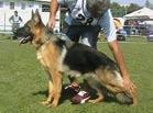 Hlavná špeciálna výstava 10 KANI Džako 58835, nar. 6. 1. 2009 O: Vegas van Noort M: Gera Džako Chov.: Marián Žanony, Stropkov Maj.