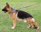 Hlavná špeciálna výstava 4 TYSON Vác-Vőlgyi Nj. 9019, nar. 12. 4. 2007, normal/ normal, SchH2, Körkl. 1 O: Douglas aus Wattenscheid M: Ola Vác-Vágvölgyi Chov.: Zsolt Truszka, Vác, H Maj.