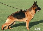 Hlavná špeciálna výstava V-A2 HENA z Lintichu 52005, nar. 25. 10. 2005, normal/normal, SVV1, IPO2, Körkl.