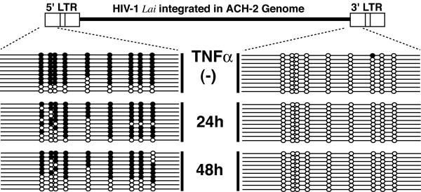 Obr. 3: DNA methylace LTR oblastí HIV-1 proviru integrovaného do geonomu ACH-2 buněk.