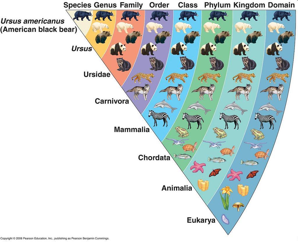 klasifikace organismů Reece JB, Urry LA, Cain ML, Wasserman SA, Minorsky PV, Jackson RB: Campbell Biology (9th Edition), Benjamin Cummings (2010) nadříše: Eukarya jaderní