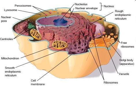 eukaryontní buňka http://www.mhhe.