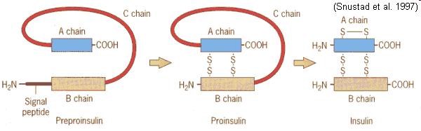 proteiny http://www.bio.davidson.