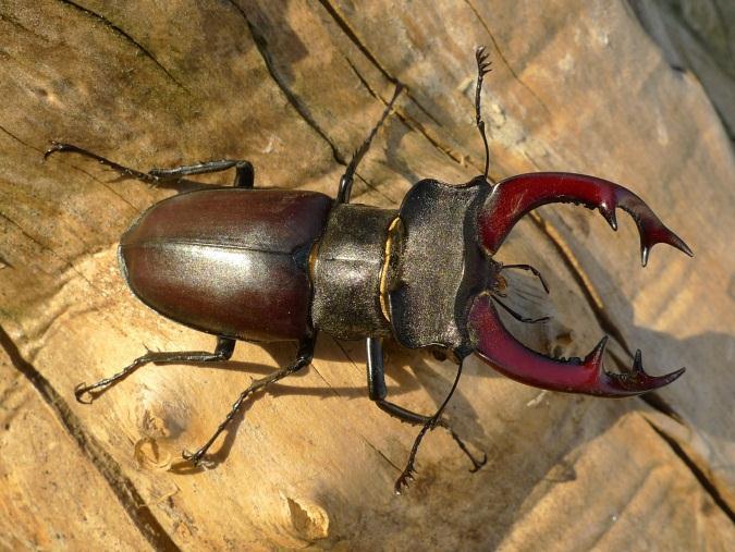 základní znaky živých systémů (definice života výčtem jeho vlastností) složitá