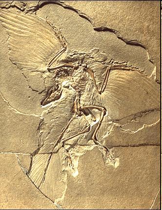 život v čase 1: evoluce živých systémů (evolution) časové měřítko cca 3.