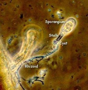 OBLIGÁTNĚ FERMENTATIVNÍ DRUHY - chybí jim mitochondrie, a tak i když mohou růst v prostředí s kyslíkem nebo bez kyslíku, tak vždy získávají energii fermentací (někteří zástupci vodních Oomycota nebo