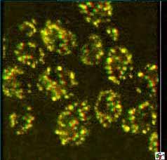 MITOCHONDRIÁLNÍ DNA (mt DNA) Mitochondrie obsahují malou kruhovou molekulu DNA. Velikost mitochondriálního genomu je asi 19-121 kbp.