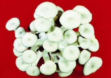 Příklady houbových virů Nejlépe