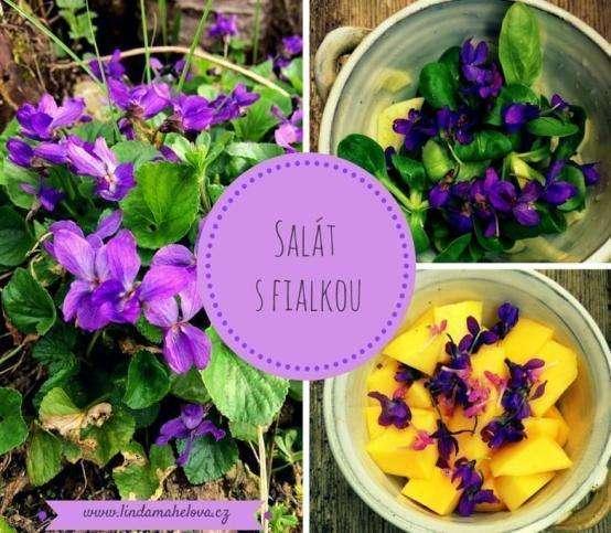 FIALKA (Viola odorata ) F i a l k a s i k e m n ě n a š l a c e s t u s a m a. O b j e v i l a s e n a m é z a h r a d ě a o d t é d o b y s i j i h ý č k á m.
