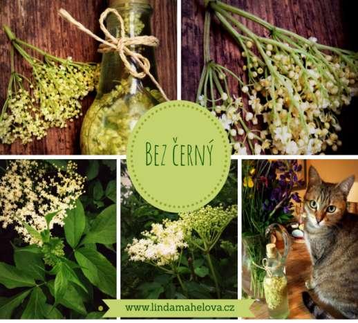 BEZ (Sambucus n i g r a ) K d o by neznal bez černý Když z a č n e k v é s t, t ě š í m e s e, ž e b u d e m e v y r á b ě t s i r u p y, v í n a, o c t y, m a s k y n a pleť, květy nasušíme na zimní