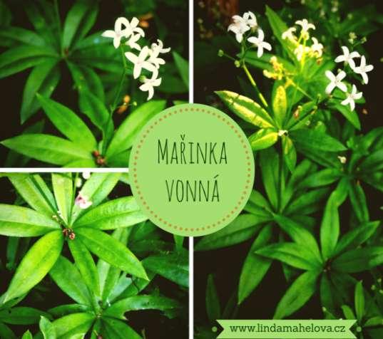 MAŘINKA (Galium odoratum ) M a ř i n k a vonná opravdu moc hezky v o n í... Když ji jemně rozemnete m e z i p r s t y, u c í t í t e s l a d c e medovou v ů n i.