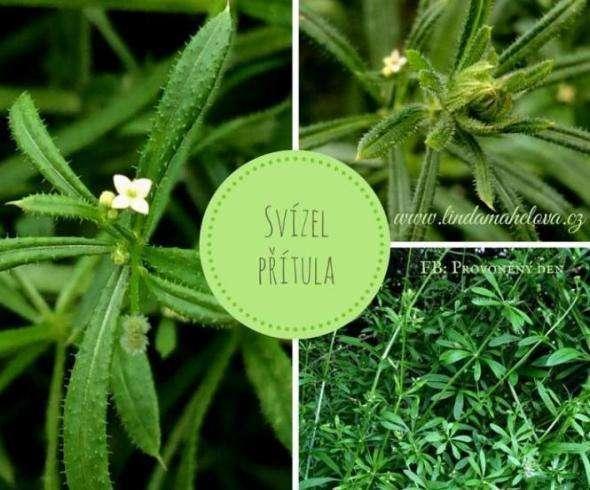 S VÍZEL (Galium aparine ) S v í z e l p ř í t u l a j e h o j n ý p l e v e l d o r ů s t a j í c í v ý š k y a ž j e d e n m e t r.