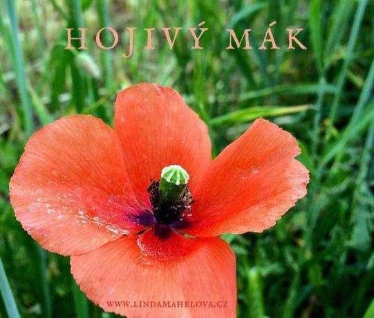 VLČÍ MÁK (Papaver rhoeas ) K d y ž s i n a s b í r á t e okvětní plátky m á k u, m ů ž e t e j e p ř i d á v a t do směsí n a čaje nebo do sirupů.
