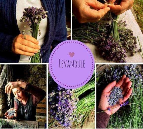 LEVANDULE ( L a v a n d u l a a n g u s t i f o l i a ) L e v a n d u l e má schopnost zklidňovat a harmonizovat.