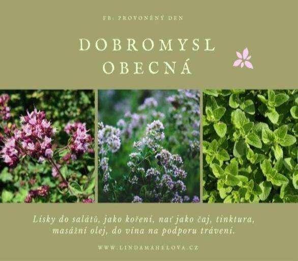 DOBROMYSL (Origanum vulgare ) K r á s n ě kvetoucí dobromysl má m n o h o s t r a n n é využití. L í s t k y dodají s a l á t ů m výrazné a r o m a a chuť, nať usušíme jako k o ř e n í na zimu.