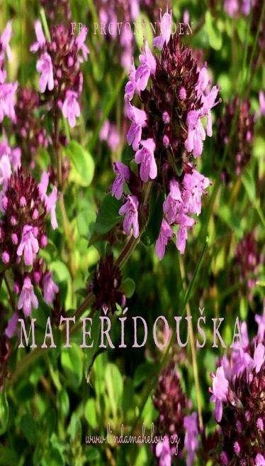 MATEŘÍDOUŠKA ( T h y m u s s e r p y l l u m ) V ů n ě m a t e ř í d o u š k y s y m b o l i z u j e v ů n i letních luk. Příjemná medově s l a d k á.