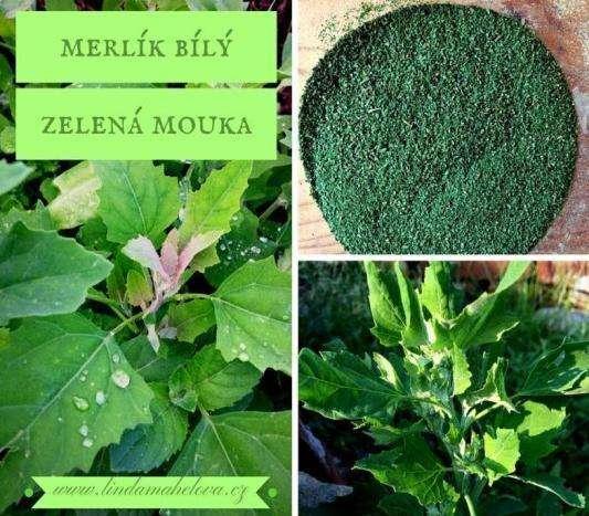 MERLÍK (Chenopodium album ) S m e r l í k e m b í l ý m j s t e s e u ž u r č i t ě s e t k a l i.