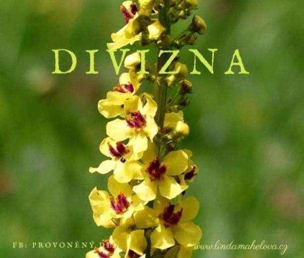 DIVIZNA (Verbascum densiflorum ) D i v i z e n j e n ě k o l i k d r u h ů.