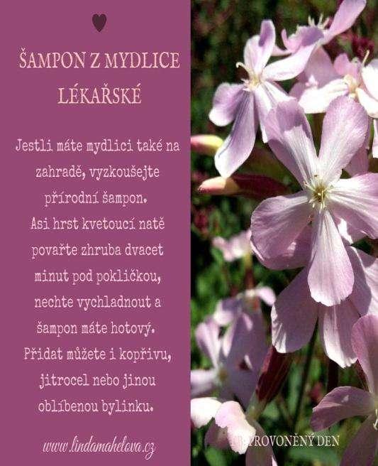 MYDLICE (Saponaria officinalis ) M y d l i c e obsahuje saponiny a o p r a v d u umývá. A to zevně i v n i t ř n ě. Vnitřně hojí podrážděné s l i z n i c e. Z e v n ě n a o b k l a d y.