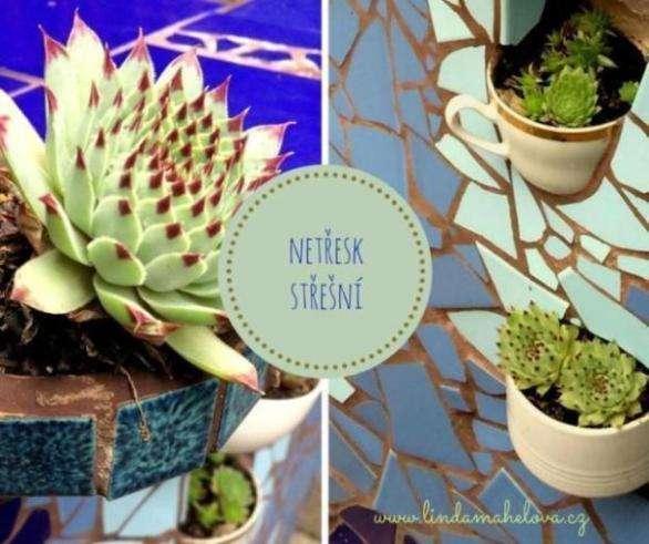 NETŘESK (Sempervivum tectorum ) N e t ř e s k v y p a d á m o c h e z k y v n á d o b á c h n a z a h r a d ě n e b o t ř e b a n a z d i z e s t ř e p ů.