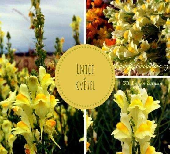 LNICE (Linaria vulgaris ) P ů s o b í p ř e d e v š í m n a p r u ž n o s t c é v. P o m á h á p ř i p o t í ž í c h s h e m o r o i d y, p r a s k á n í m c é v e k, b é r c o v ý m i v ř e d y.