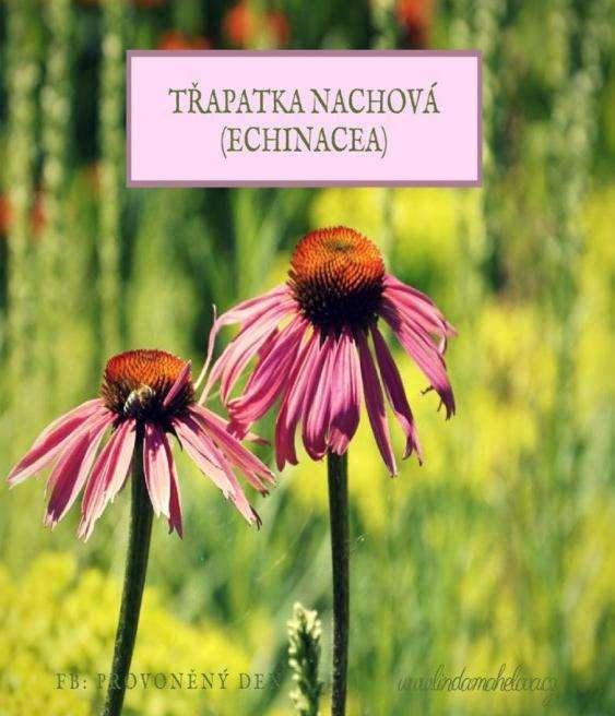 TŘAPATKA (Echinacea purpurea ) P ř i p r a v u j i z n í o b v y k l e t i n k t u r u - n a l o ž í m d o p á l e n k y k v ě t y a l i s t y, n e c h á m s t á t z a o k n e m z h r u b a d v a m ě
