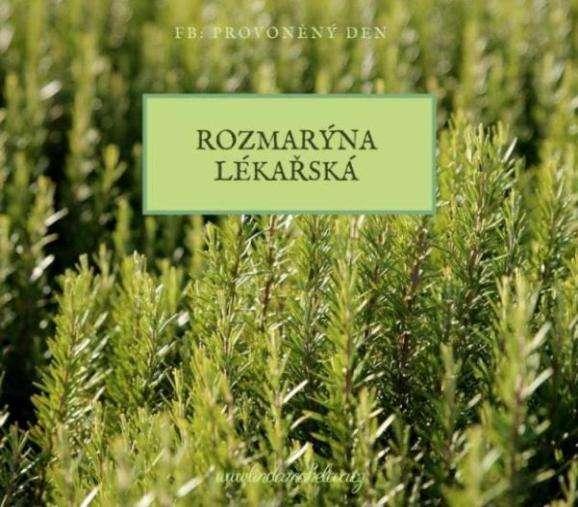 ROZMARÝNA (Rosmarinus o f f i c i n a l i s ) Z r o z m a r ý n y s e p a r o v o d n í d e s t i l a c í z í s k á v á é t e r i c k ý o l e j, k t e r ý m á p o v z b u z u j í c í ú č i n k y n a