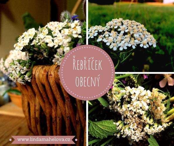 ŘEBŘÍČEK (Achillea millefolium ) Ř e b ř í č e k j e z n á m o u b y l i n k o u, k t e r á p ů s o b í n a k r v e t v o r b u, h a r m o n i z u j e m e n s t r u a c i, v y ž i v u j e j a t e r n