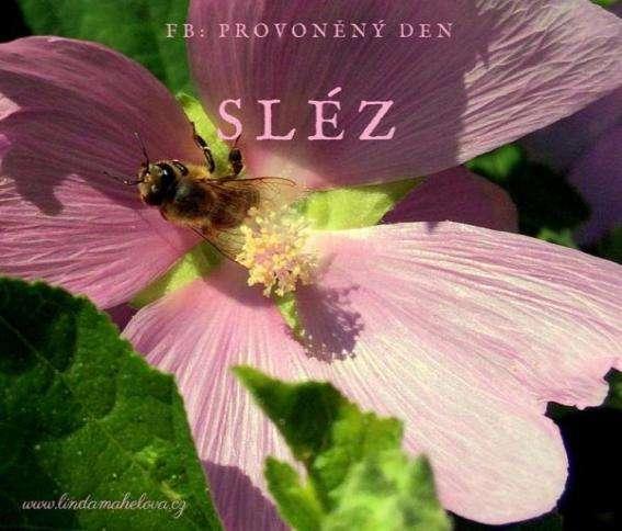 S LÉZ VELKOKVĚTÝ (Malva alcea ) V o l n ě v p ř í r o d ě m ů ž e t e n a j í t s l é z p ř e h l í ž e n ý, k t e r ý z n á m e o d d ě t s t v í p o d n á z v e m c h l e b í č k y.