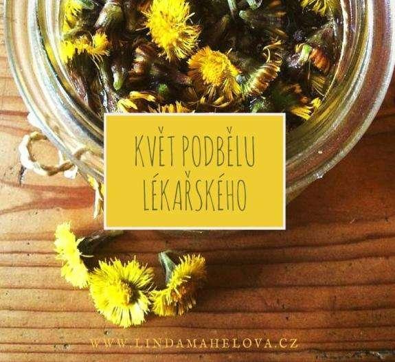 PODBĚL LÉKAŘSKÝ ( T u s s i l a g o f a r f a r a ) J e d n a z p r v n í c h j a r n í c h b y l i n e k, k t e r á j a r n í p ř í r o d u r o z s v í t í s v ý m i z á ř i v ě ž l u t ý m i k v ě