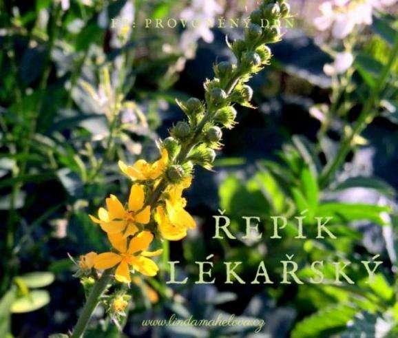 ŘEPÍK (Agrimonia eupatoria ) Ř e p í k l é k a ř s k ý o b s a h u j e h o ř č i n y, k t e r é p o d p o r u j í s p r á v n o u č i n n o s t j a t e r a ž l u č n í k u.