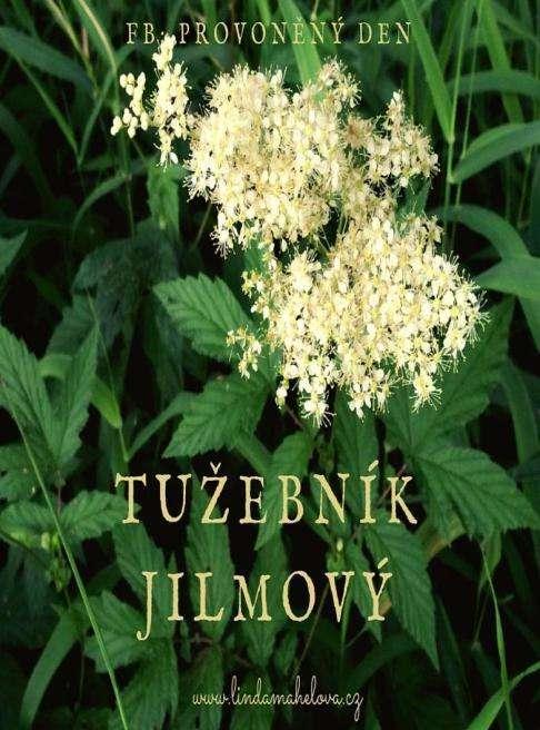 TUŽEBNÍK (Filipendula ulmaria ) N a b ř e z í c h r y b n í k ů a p o d é l p o t o k ů h o j n ě r o s t e v o ň a v ý t u ž e b n í k, k t e r ý j e n á p a d n ý s v ý m v y š š í m v z r ů s t e