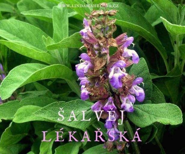 Š ALVĚJ (Salvia officinalis ) Š a l v ě j l é k a ř s k o u m á t e m n o z í n a s v ý c h z a h r á d k á c h. U s u š e n ý l i s t s e h o d í d o j í d e l a l e t n í c h n á p o j ů.