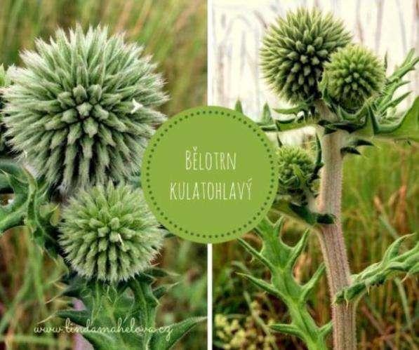 B ĚLOTRN (Echinops sphaerocephalus ) V p ř í r o d ě o b č a s v í d á m t e n t o k r á s n ý b o d l á k. K v e t e a ž n a k o n c i l é t a.
