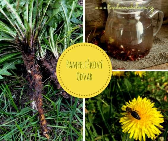 PAMPELIŠKA (Taraxacum officinale ) P a m p e l i š k a j e v y n i k a j í c í b y l i n k a n a p r o č i š t ě n í j a t e r, ž l u č n í k u, s l i n i v k y, ( d o b r é h o t r á v e n í ).