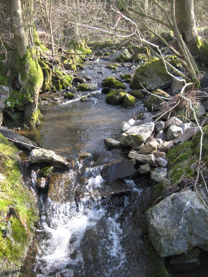 EVL Mešenský potok -dobrý ekologický stav - přírodě blízký hydromorfologický stav - 46 raků kamenáčů na sto kamenů - ve vodě neplňují limity