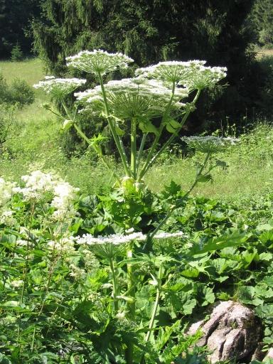 Najnebezpečnejšie druhy inváznych druhov na Slovensku Boľševník obrovský (Heracleum mantegazzianum)
