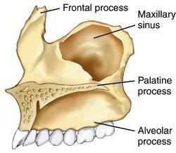 frontalis proc.