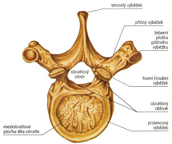 Hrudní obratle (vertebrae thoracicae Th1-12) těla se kaudálně zvětšují kloubní plošky na bocích těl foveae costales (kraniální a kaudální) processus transversi 1.-10.