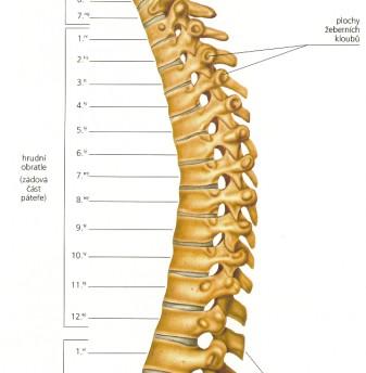 Th1 má uncus corporis vertebrae Th 3-7 ventrálně na těle - impressio aortica Th11 a Th12 trnové výběžky