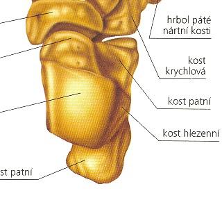 Hlezenní kost (talus ): corpus tali trochlea tali facies superior, facies malleolaris medialis (poloměsíčitá), facies malleolaris lateralis (trojúhelníková) distalně facies articularis calcanea